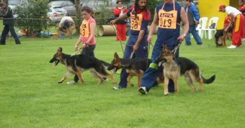 JOHN DIAZ ADIESTRAMIENTO Y PASEADOR CANINO JOHN DIAZ ADIESTRAMIENTO Y PASEADOR CANINO